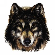 wolf 2 - Производство переводных тату по вашему рисунку - PrintTattoo